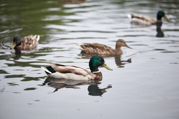 Group of wild ducks swimming in the lake.