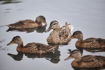 Group of wild ducks swimming in the lake.