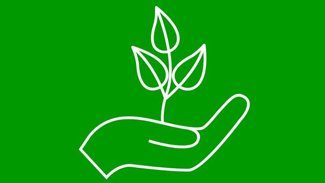 Linear ecology icon. Tree sprout in hand. The white symbol is drawn gradualaty. Looped video. Concept of ecology care, saving the nature, harvest. Vector illustration isolated on green background.
