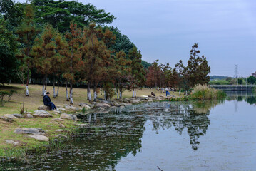 Landscape of Dongguan Ecological Garden in south china. Leaves of bald cypress turn copper red in winter. 


