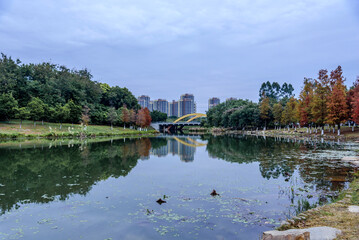 Fototapeta premium Landscape of Dongguan Ecological Garden in south china in winter. Stone arch bridge and copper red leaves of bald cypress over lake. The calm lake water reflects the scenery on the lake bank.
