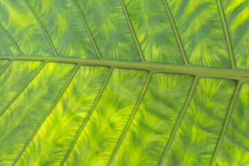 green leaves for background and wallpaper. closeup nature view of green leaf and palms background. Flat lay, dark nature concept, tropical leaf
