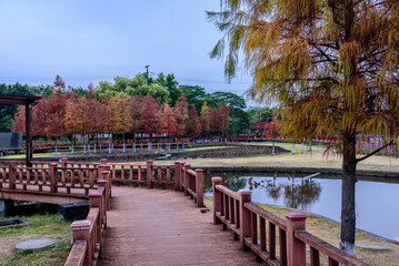 Landscape of Dongguan Ecological Garden in south china. Wooden bridge over lake in the park. Leaves of bald cypress turn copper red in winter. 