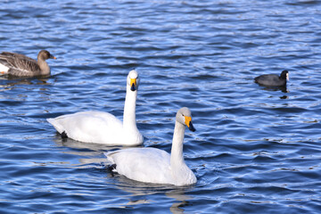 水面に浮かぶオオハクチョウ