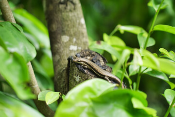 Bronze-eyed geckos, an endemic species of Seychelles