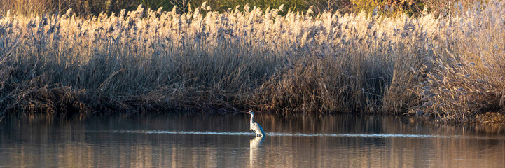 Panorama of gray heron in front of reeds in autumn