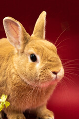 Fototapeta na wymiar Cute bunny with red background