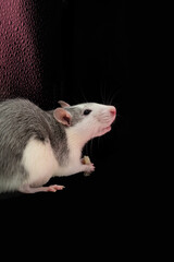 Cute pet rat with black background