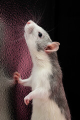 Cute pet rat close-up