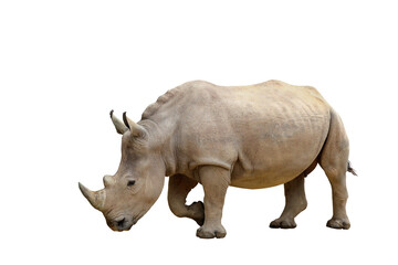 Obraz premium Rhinoceros isolated on transparent background png file