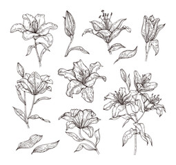 Vector sketch set of flowers, buds and leaves of lilies. Hand drawing of flowers in vintage style. Isolated botanical elements.