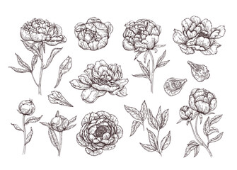 Vector sketch set of flowers, buds, leaves and petals of peonies. Hand drawing flowers in vintage style.