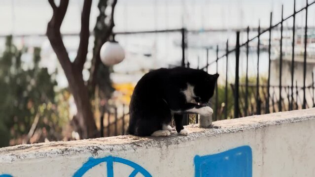 Black Cat Sitting On a Fence City Docks Backdrop View