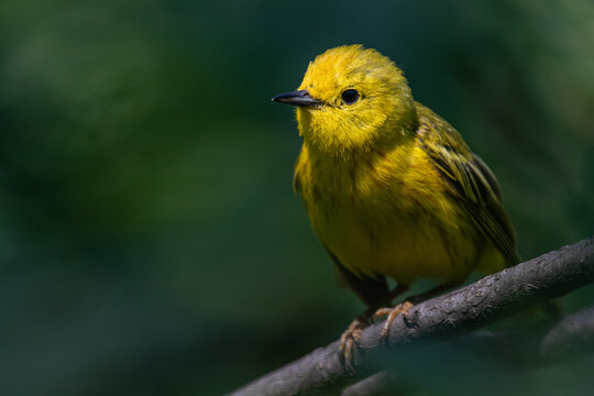 Yellow Warbler on Branch