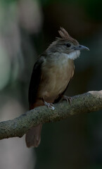 Fototapeta premium Ochraceous Bulbul Body feathers above and below are more dark brown. The gray color on the cheeks is not pronounced. dark brown butt