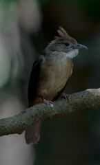 Ochraceous Bulbul Body feathers above and below are more dark brown. The gray color on the cheeks is not pronounced. dark brown butt