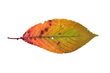 桜の落ち葉