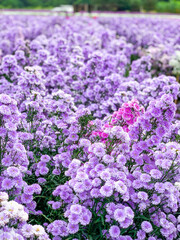Obraz premium flowers in a garden