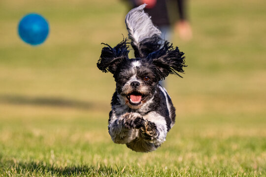 Bichon Shih Tzu Playing
