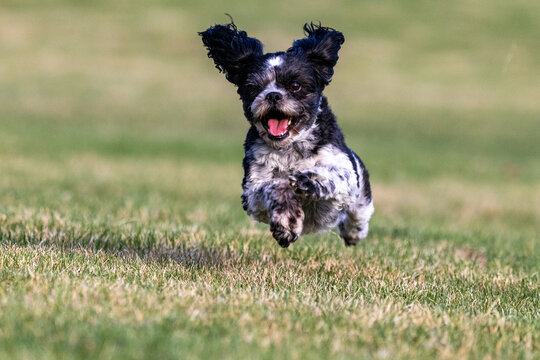 Bichon Shih Tzu Playing