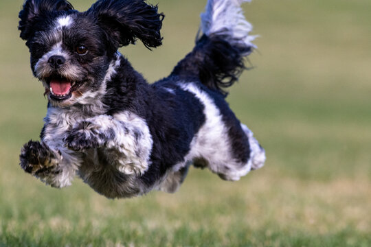 Bichon Shih Tzu Playing