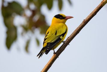 Black-naped Oriole Body hair is bright yellow. Orange-pink mouth, red eyes, wide black eye bands enlarge and connect at the occiput. black and yellow wings and tail.
