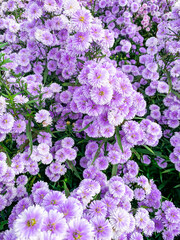 Obraz premium purple flowers in the garden