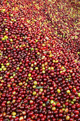 close up of fresh coffee beans for background                                                                                
