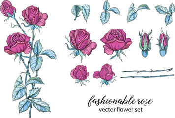 vector set of bright rose colors. Rose is pink, botany