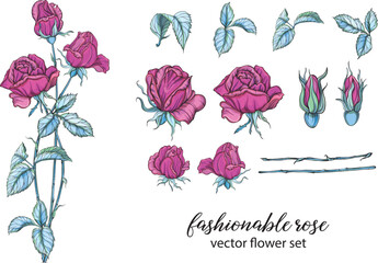 vector set of bright rose colors. Rose is pink, botany