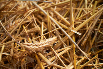 wheat background, Wheat yellow golden harvest in summer.