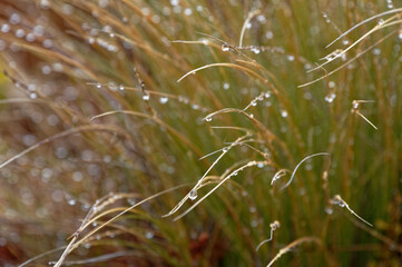 Water droplets cling to the fine stems of grassy tussock