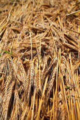 wheat background, Wheat yellow golden harvest in summer.
