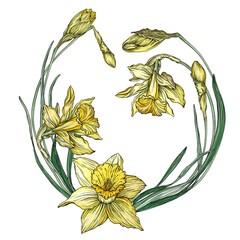 Vector floral colored spring round frame with Narcissus flowers. Spring flowers.