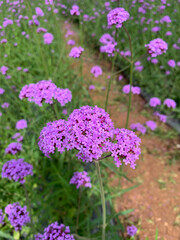 flowers in the garden