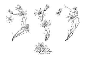 Set of floral elements of Lloydia serotina flowers. Spring flowers. Lloydia serotina