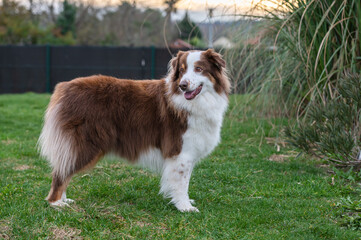 Portrait of a young australian shepherd dog in the garden