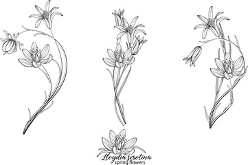 Fototapeta na wymiar Set of floral elements of Lloydia serotina flowers. Spring flowers. Lloydia serotina
