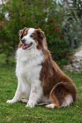 Portrait of a young australian shepherd dog in the garden