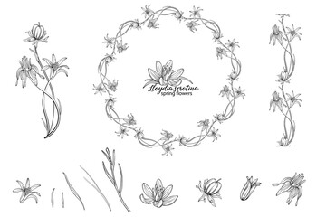 Set of floral elements of Lloydia serotina flowers. Spring flowers. Lloydia serotina