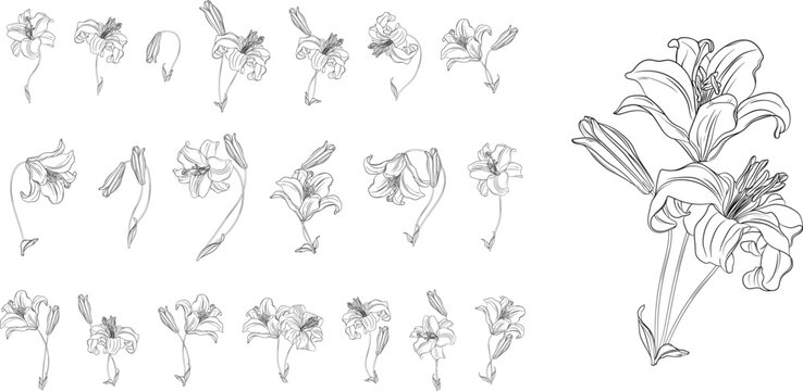 set of flower arrangements. Spring flowers. lilys.