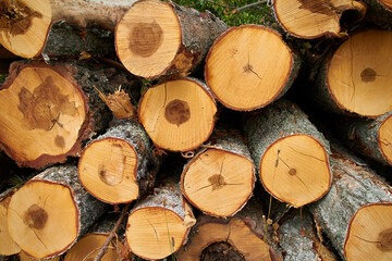 stacked logs of cut trees in the forest