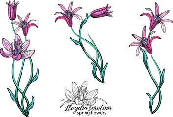 vector set of delicate spring flowers. Flowers. Spring flowers.