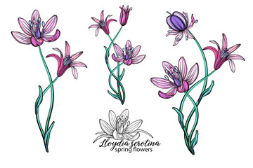 vector set of delicate spring flowers. Flowers. Spring flowers.