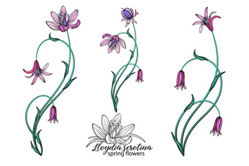 vector set of delicate spring flowers. Flowers. Spring flowers.