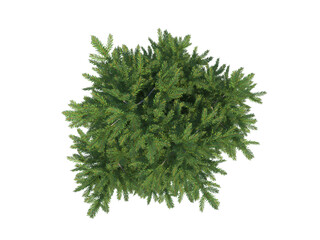 European Yew top view png alpha channel