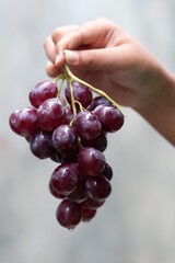 hand picking a sprig of grapes