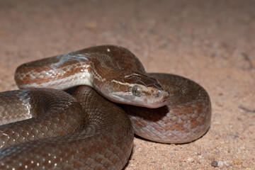 Brown house snake (Boaedon capensis)