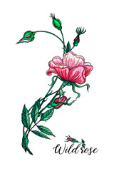 flower arrangement with rose flowers. Wild rose. Pink flowers.