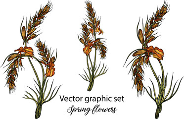 Vector flowers, buds. Botanical illustration. Spring flowers.